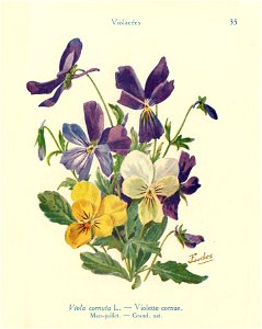 Violette cornue-J.Eudes-35
