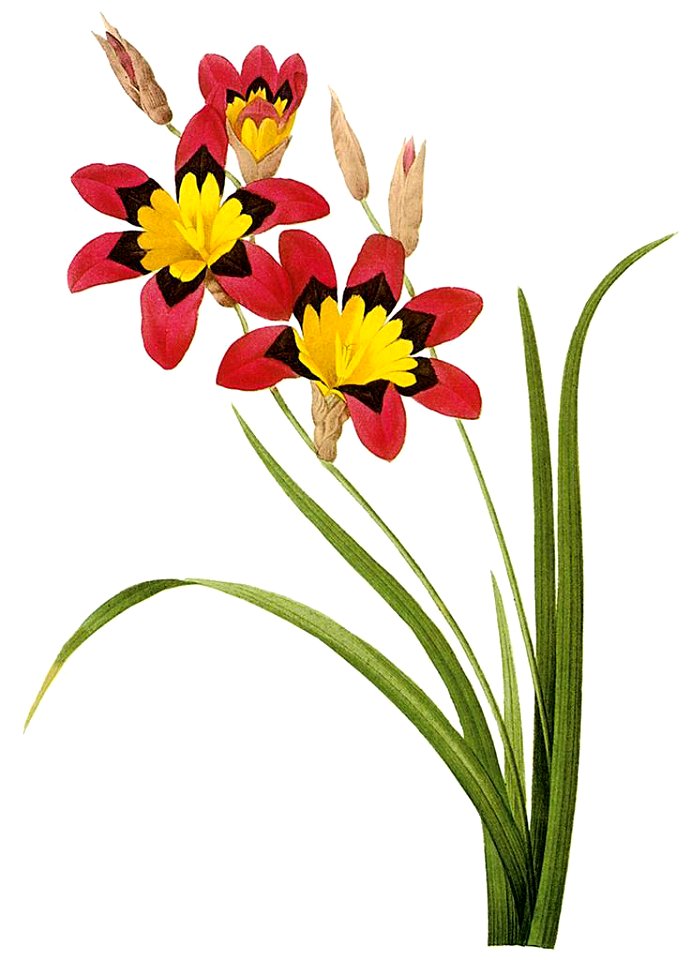 Wandflower redoute