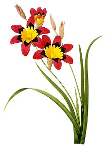 Wandflower redoute