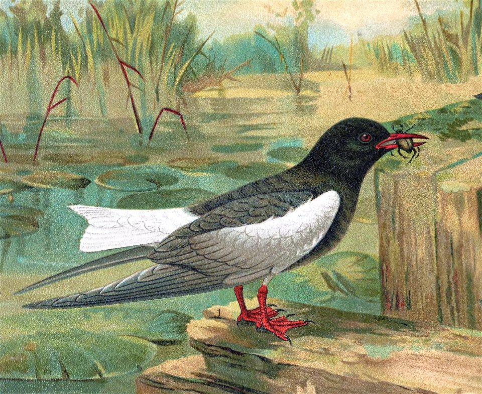 Whitewingblacktern