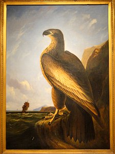 Washington Sea Eagle, circa 1836-1839, by John James Audubon - SAAM - DSC00865