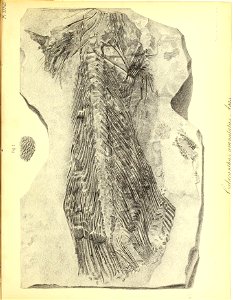 n422_w1150
