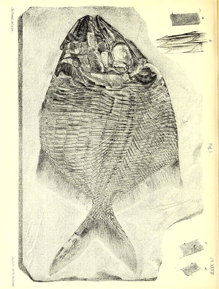 n415_w1150