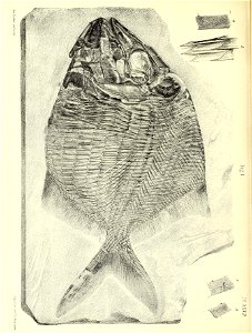 n415_w1150