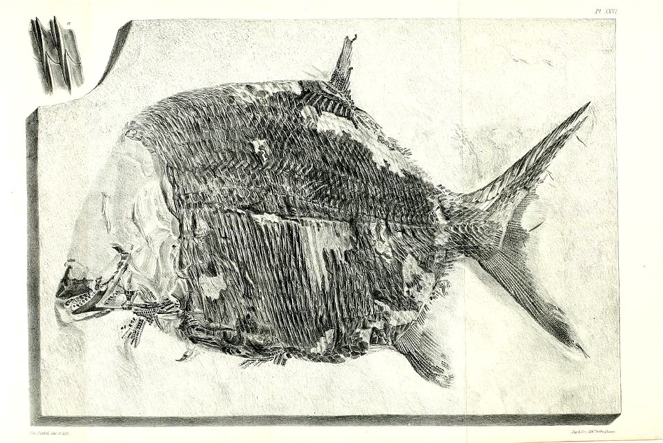 n410_w1150