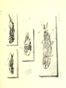 n386_w1150