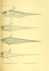 n262_w1150