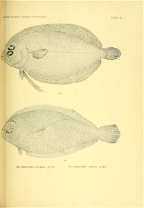 n286_w1150