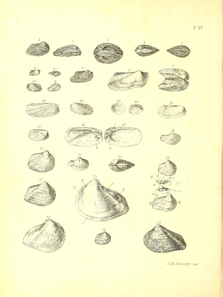 n355_w1150