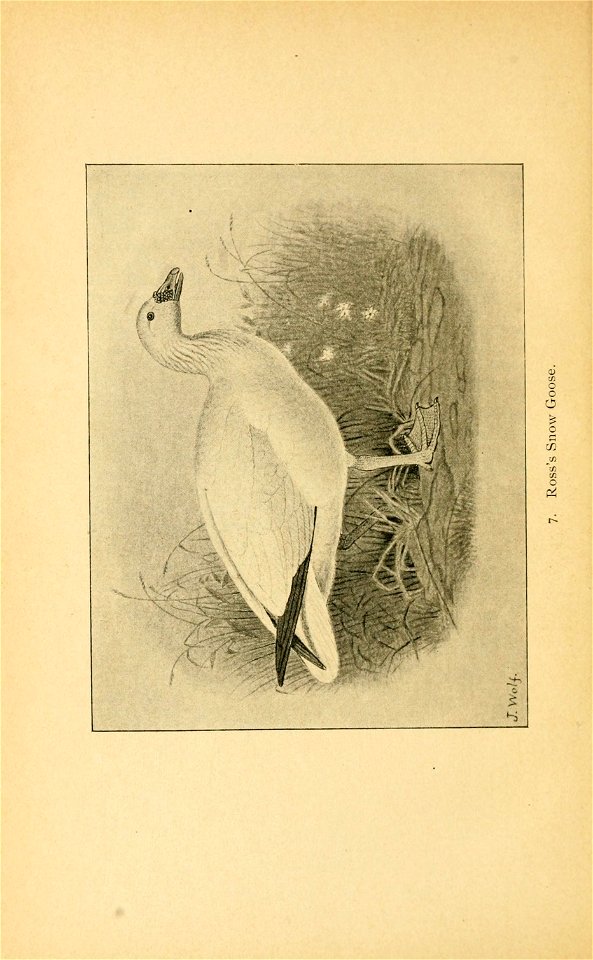 n61_w1150