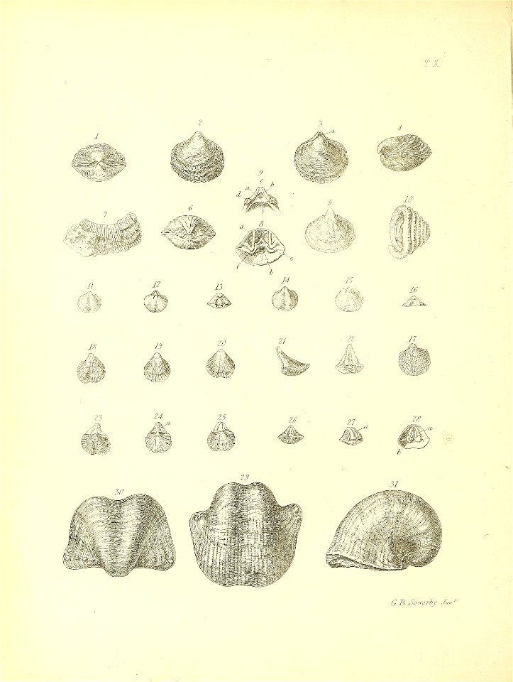 n335_w1150