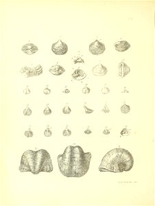 n335_w1150
