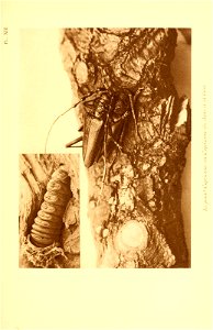 n362_w1150