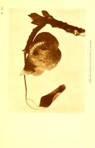 n258_w1150