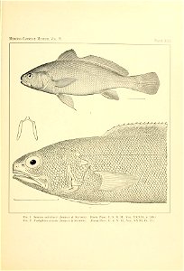 n156_w1150