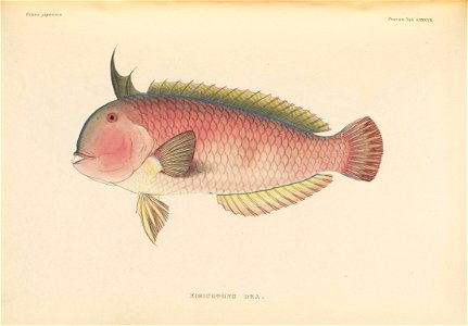 n540_w1150