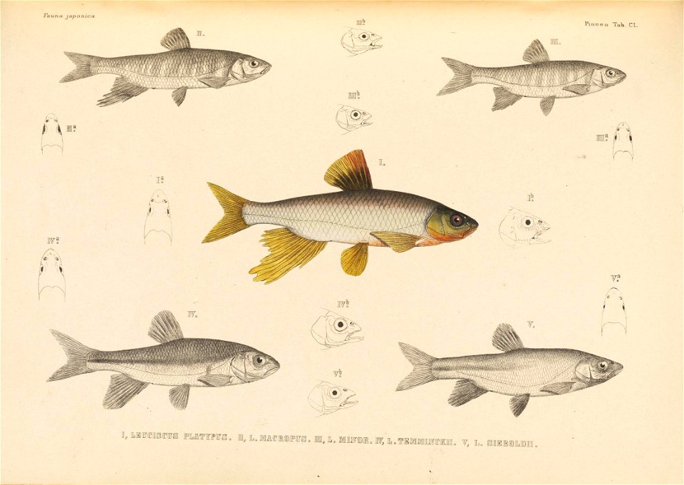 n568_w1150