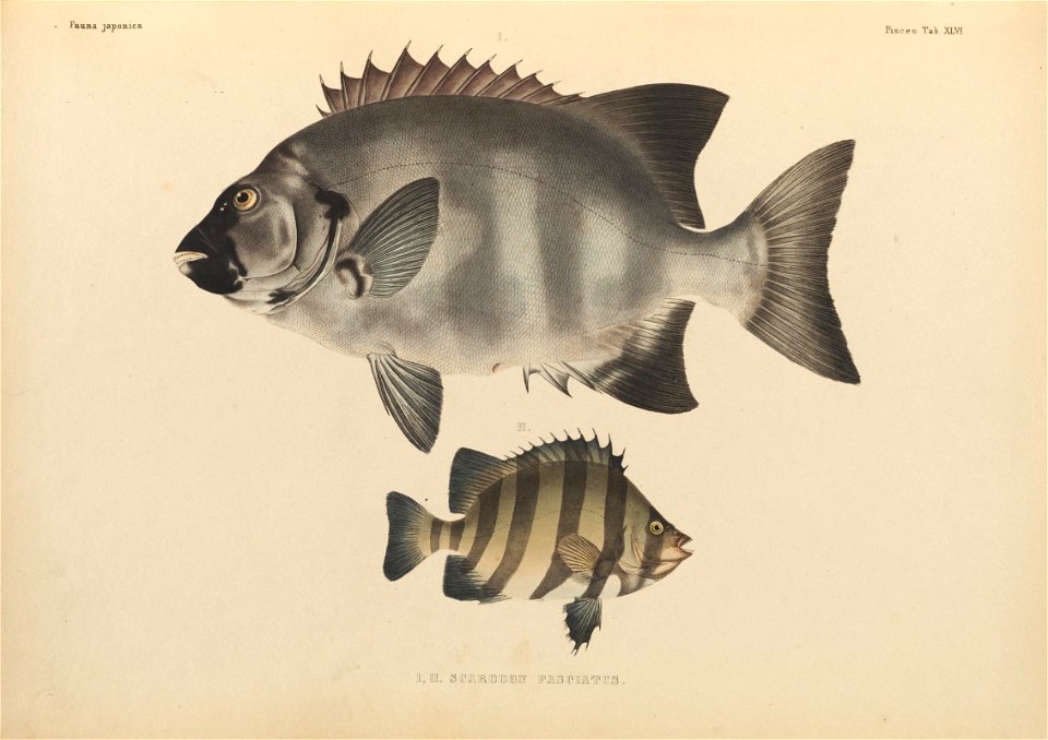 n450_w1150
