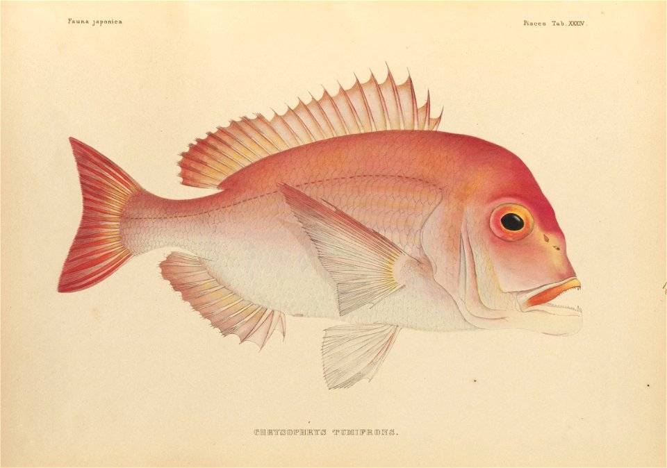 n426_w1150