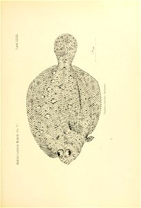 n150_w1150