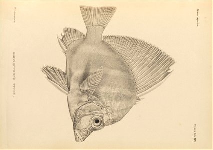 n448_w1150