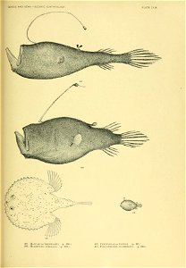 n306_w1150