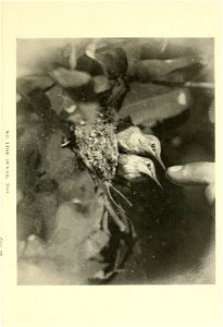 n116_w1150