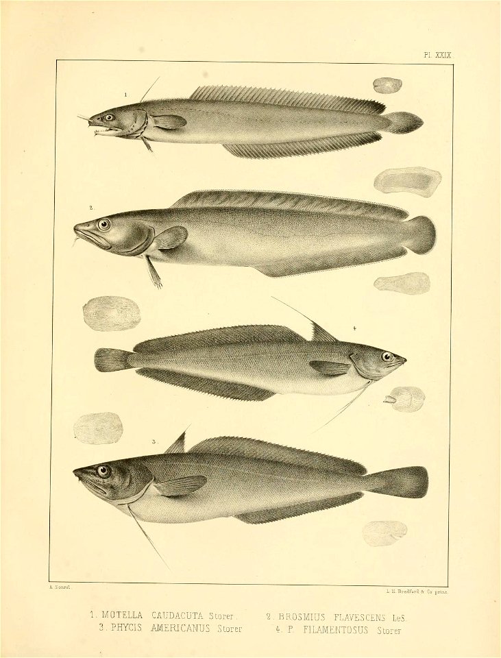n356_w1150