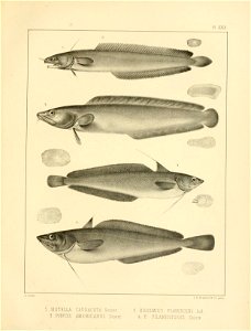 n356_w1150