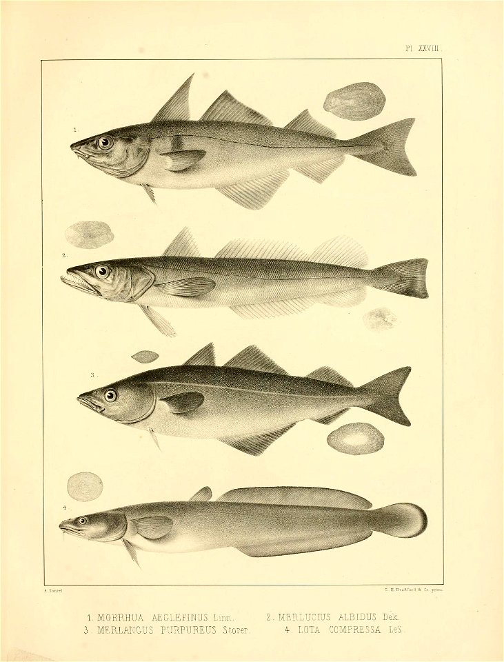 n354_w1150