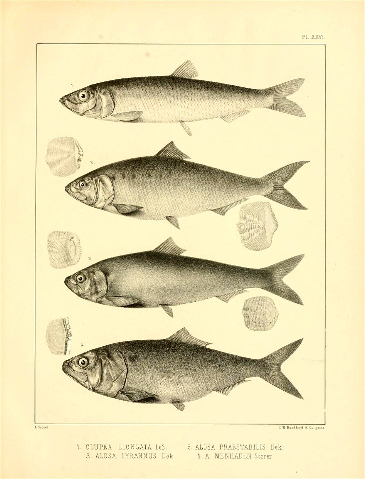 n350_w1150