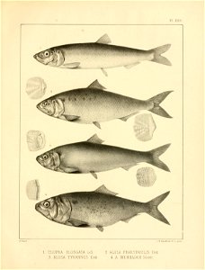n350_w1150