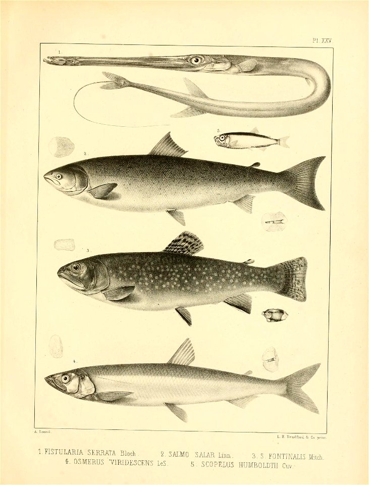 n348_w1150