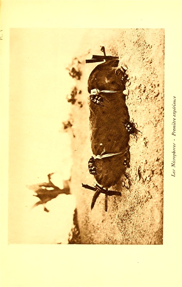 n162_w1150