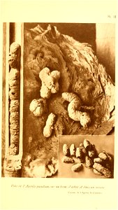 n36_w1150