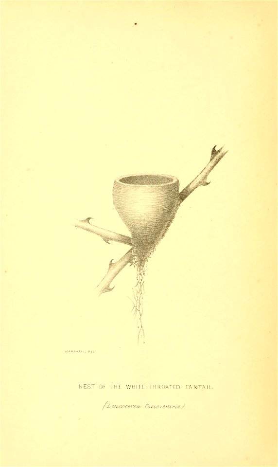 n129_w1150