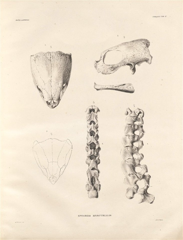 n178_w1150