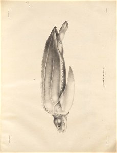 n176_w1150