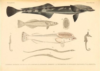n606_w1150