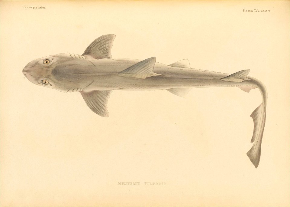 n634_w1150