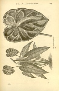 n438_w1150