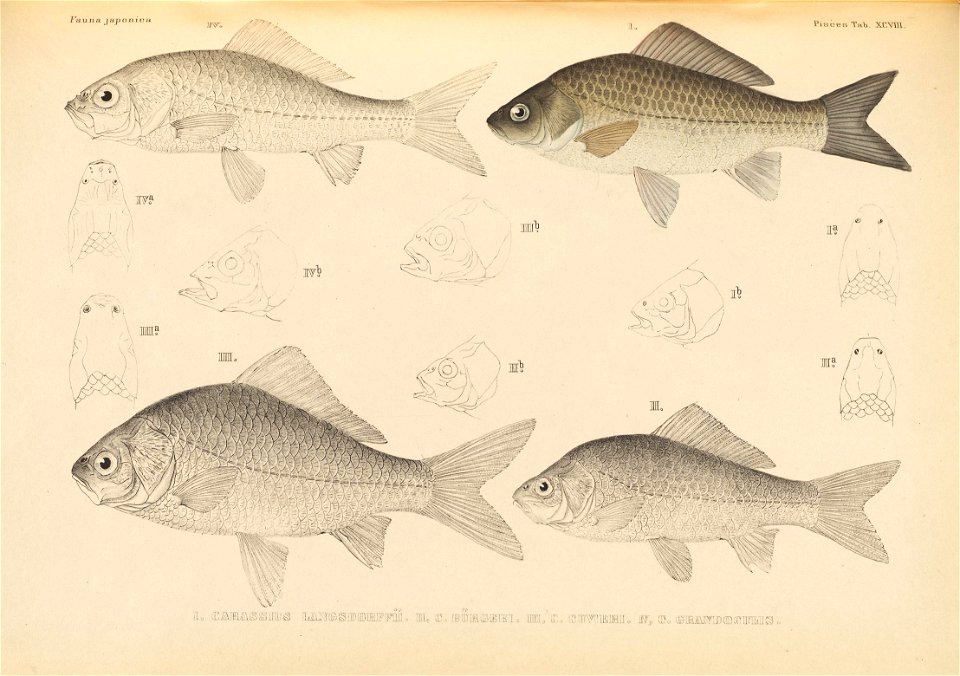 n562_w1150
