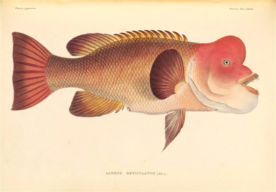 n532_w1150
