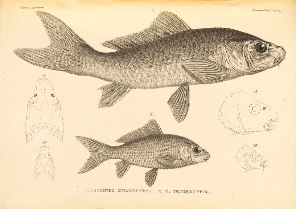 n560_w1150