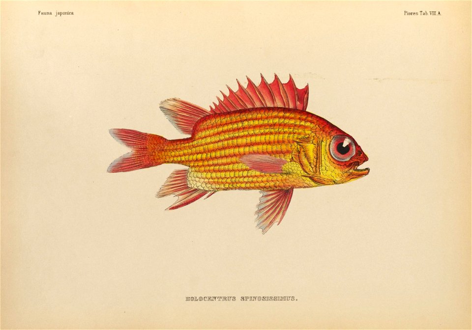 n358_w1150