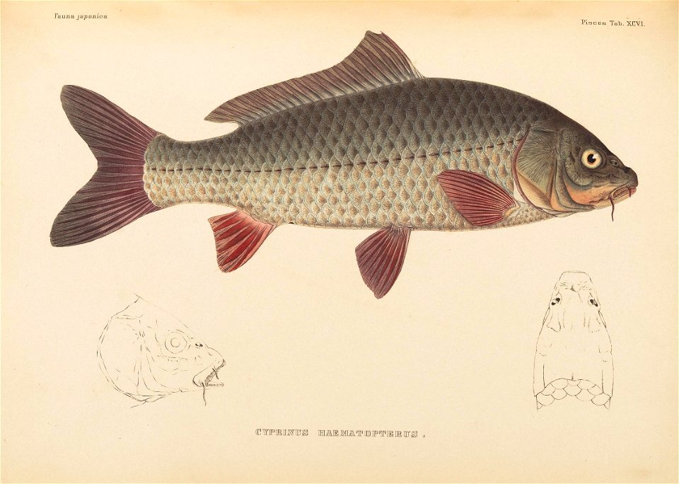 n558_w1150