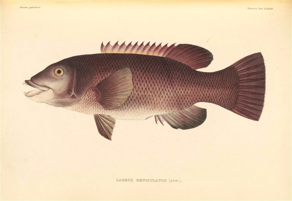 n528_w1150