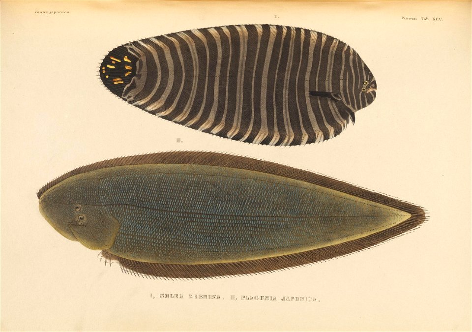 n556_w1150
