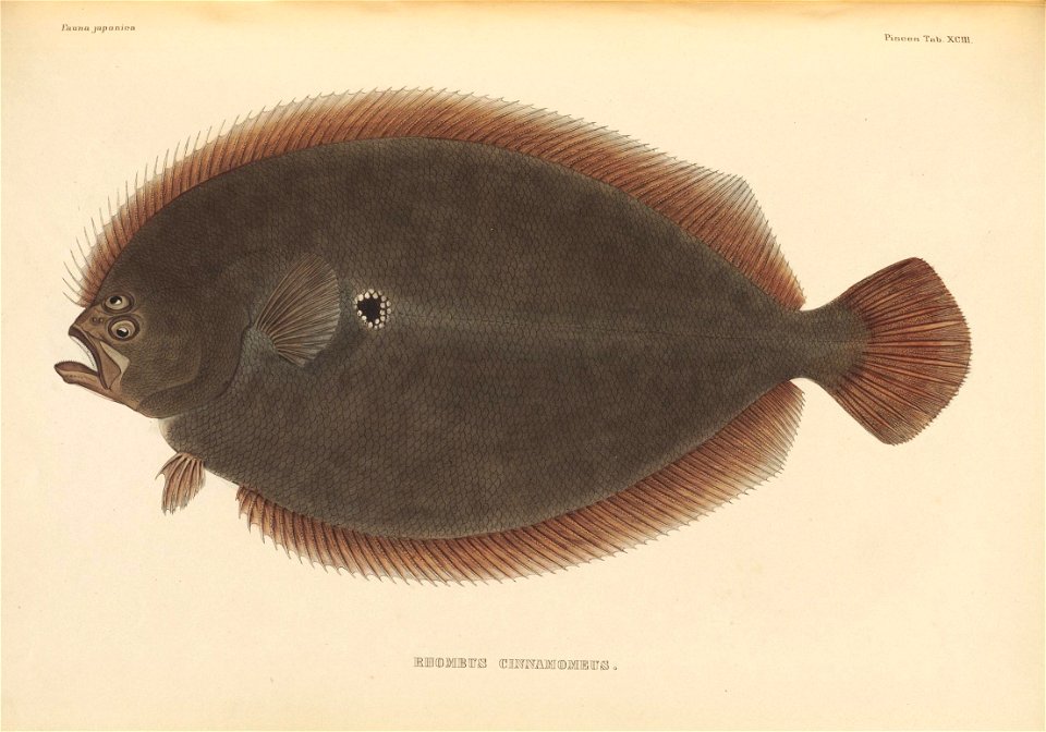 n552_w1150