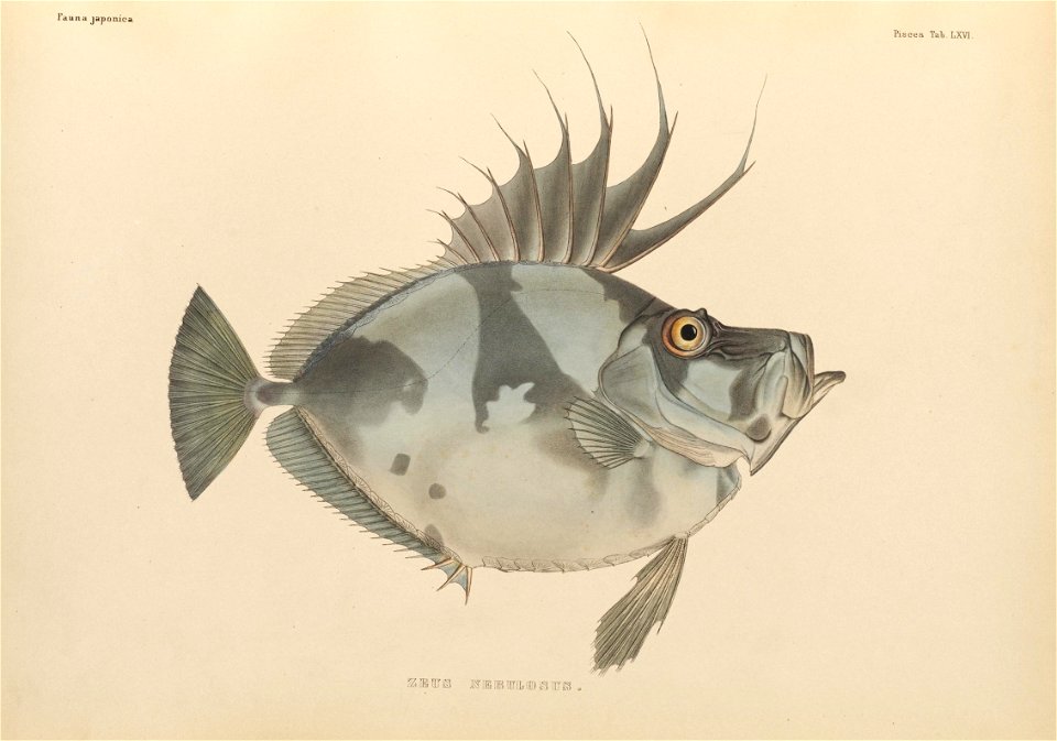 n490_w1150